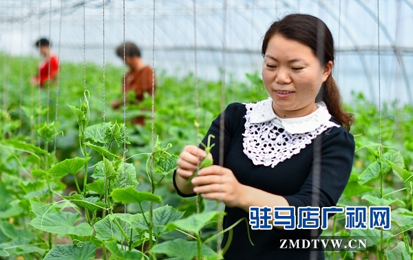 正陽縣永興鎮(zhèn)：產業(yè)扶貧助農增收
