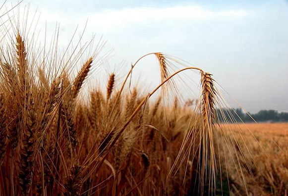 駐馬店三夏期間將有四次降雨過程