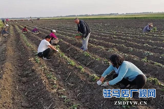 康建華：興村富民領頭雁 實事辦了一串串