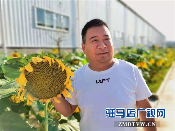 萬畝葵田競相綻放成浪漫和唯美 ，七天夢想免費之旅您準備好了么？