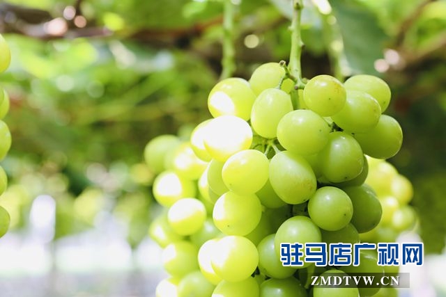 葡萄熟了！駐馬店杰美葡萄莊園盛大開園