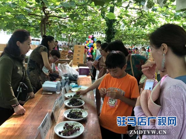 葡萄熟了！駐馬店杰美葡萄莊園盛大開園
