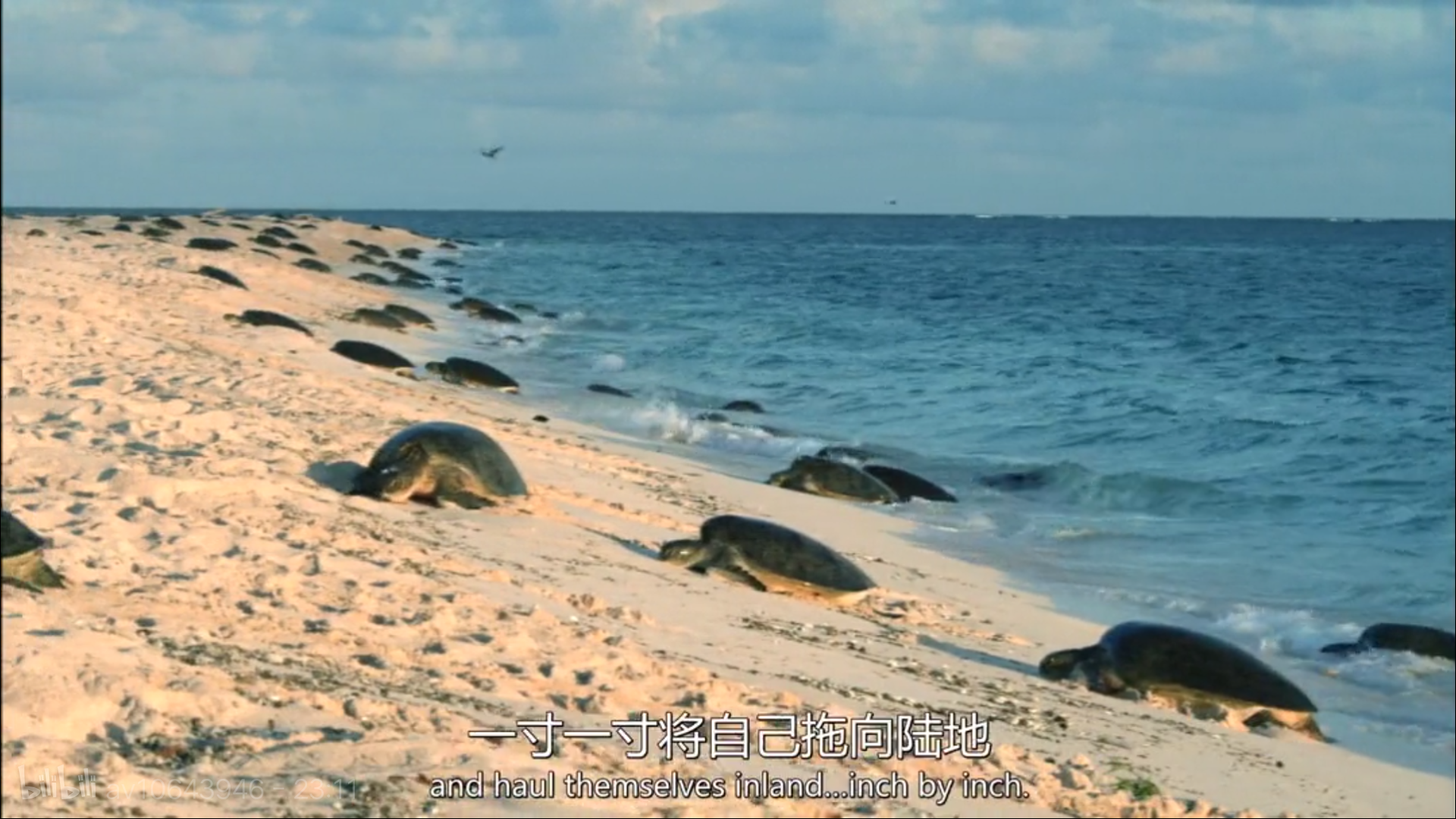 大堡礁5至25年內(nèi)將消失！未來(lái)，我們可能再也見不到了 | 正在消失的世界記憶 