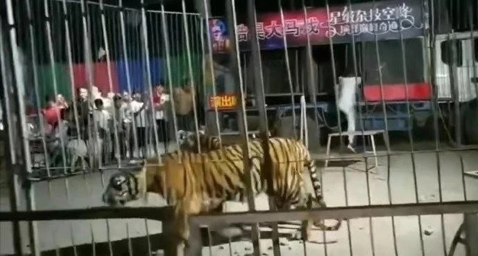 幼虎出逃死了，從業(yè)者慌了：保護(hù)與表演矛盾愈發(fā)突出，何去何從？ 