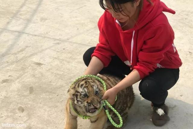 幼虎出逃死了，從業(yè)者慌了：保護(hù)與表演矛盾愈發(fā)突出，何去何從？ 