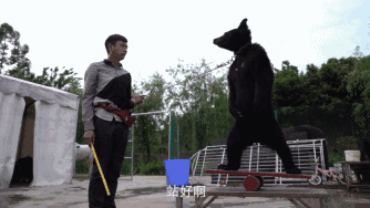 幼虎出逃死了，從業(yè)者慌了：保護(hù)與表演矛盾愈發(fā)突出，何去何從？ 