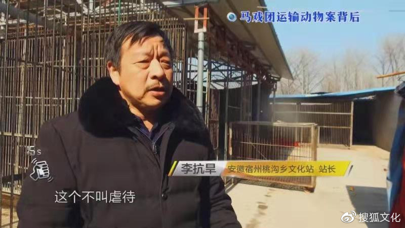 幼虎出逃死了，從業(yè)者慌了：保護(hù)與表演矛盾愈發(fā)突出，何去何從？ 