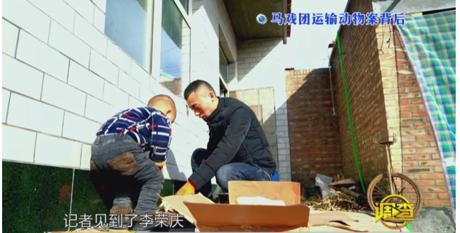 幼虎出逃死了，從業(yè)者慌了：保護(hù)與表演矛盾愈發(fā)突出，何去何從？ 