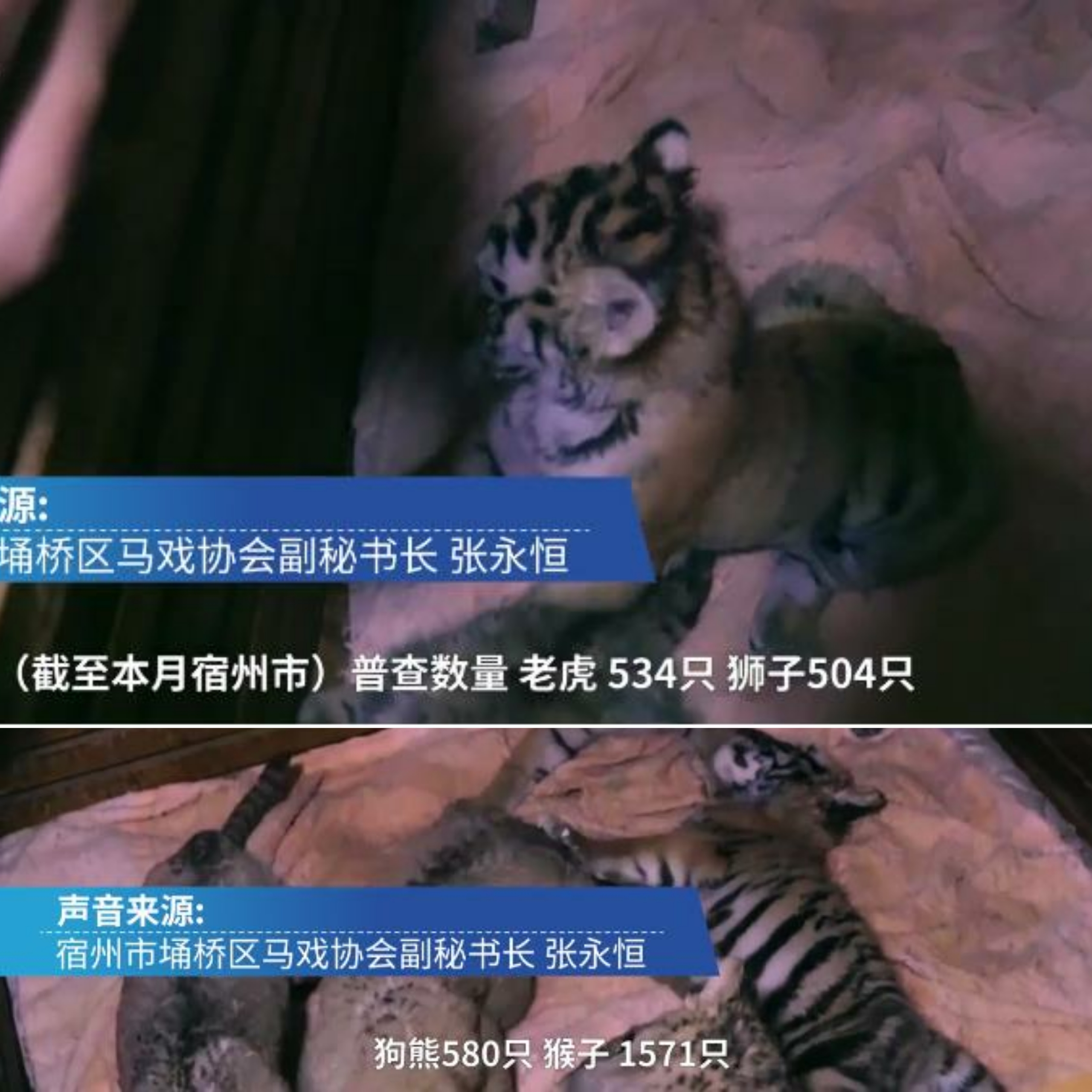 幼虎出逃死了，從業(yè)者慌了：保護(hù)與表演矛盾愈發(fā)突出，何去何從？ 