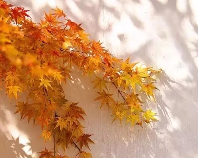詩詞丨木葉落，秋分至，正是一年最美時 