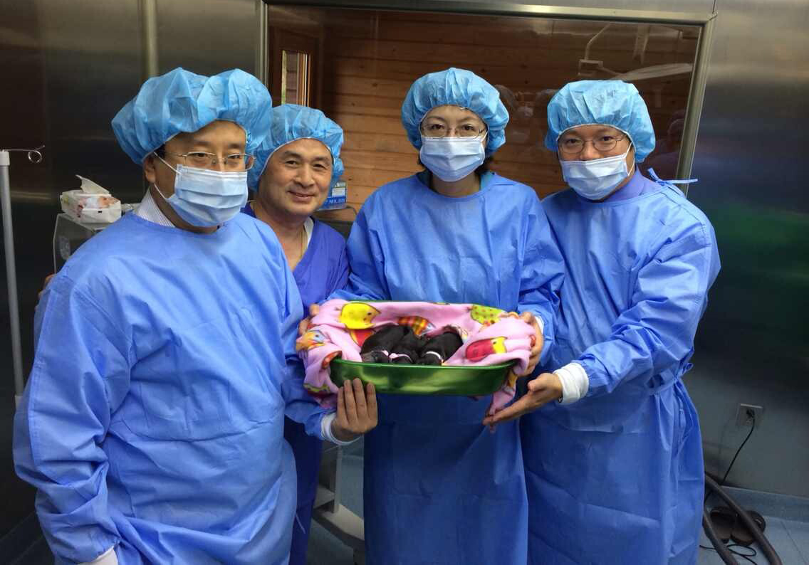 中國首只克隆貓回家了，你會花 38 萬跟去世的寵物再續(xù)前緣嗎？
