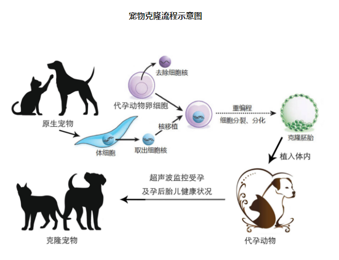 中國首只克隆貓回家了，你會花 38 萬跟去世的寵物再續(xù)前緣嗎？