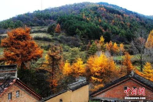 秋季最后一個節(jié)氣霜降來臨 冷知識：為何要吃柿子？