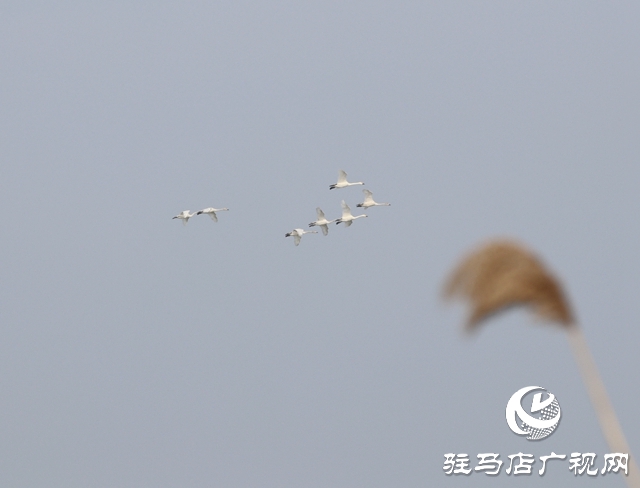 美呆啦！數(shù)千只天鵝到宿鴨湖過(guò)冬