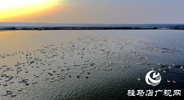 美呆啦！數(shù)千只天鵝到宿鴨湖過(guò)冬