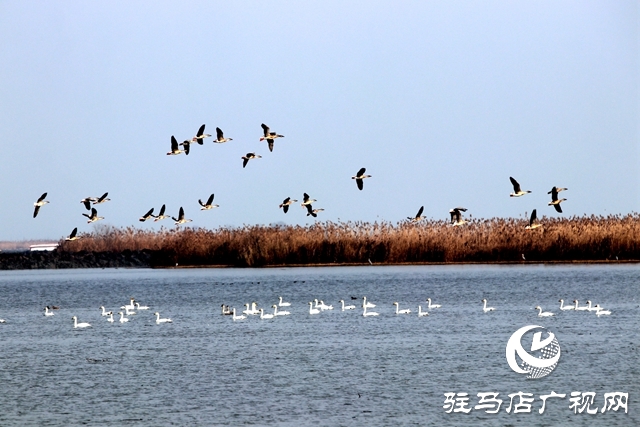 美呆啦！數(shù)千只天鵝到宿鴨湖過(guò)冬