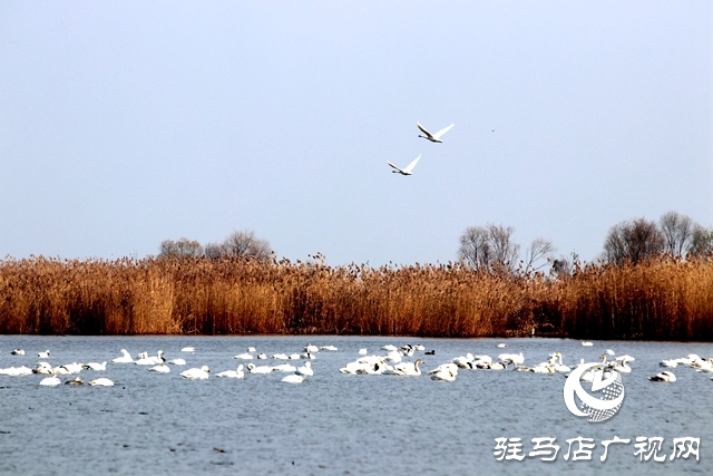 美呆啦！數(shù)千只天鵝到宿鴨湖過(guò)冬