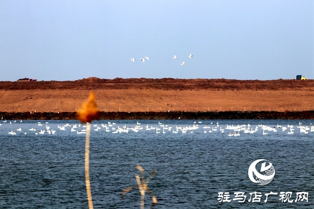 美呆啦！數(shù)千只天鵝到宿鴨湖過(guò)冬