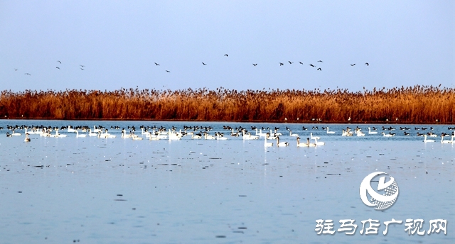 美呆啦！數(shù)千只天鵝到宿鴨湖過(guò)冬