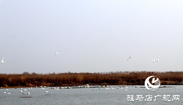 美呆啦！數(shù)千只天鵝到宿鴨湖過(guò)冬
