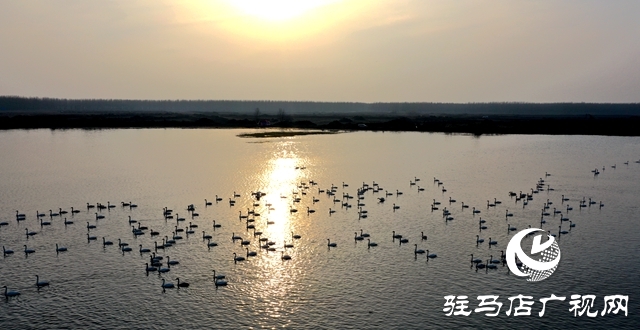 美呆啦！數(shù)千只天鵝到宿鴨湖過(guò)冬