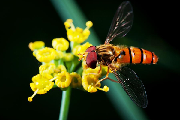 這些“坑”你踩過嗎？——盤點(diǎn)2019健康十大謠言