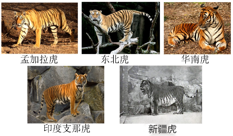 滅絕的不只長(zhǎng)江白鱘，在中國(guó)，這些物種也已消失…… 