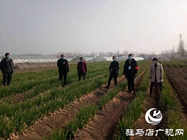 點(diǎn)贊！上蔡縣齊海鄉(xiāng)一村民8畝大蔥免費(fèi)贈(zèng)鄉(xiāng)親