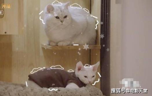當國綜不抄襲，當謝娜不聒噪，不撕的國產(chǎn)綜藝看什么？ 