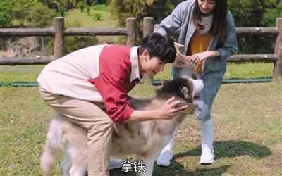 寵物演員參演劇集，絕不是走過場 