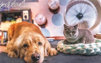 寵物演員參演劇集，絕不是走過場 