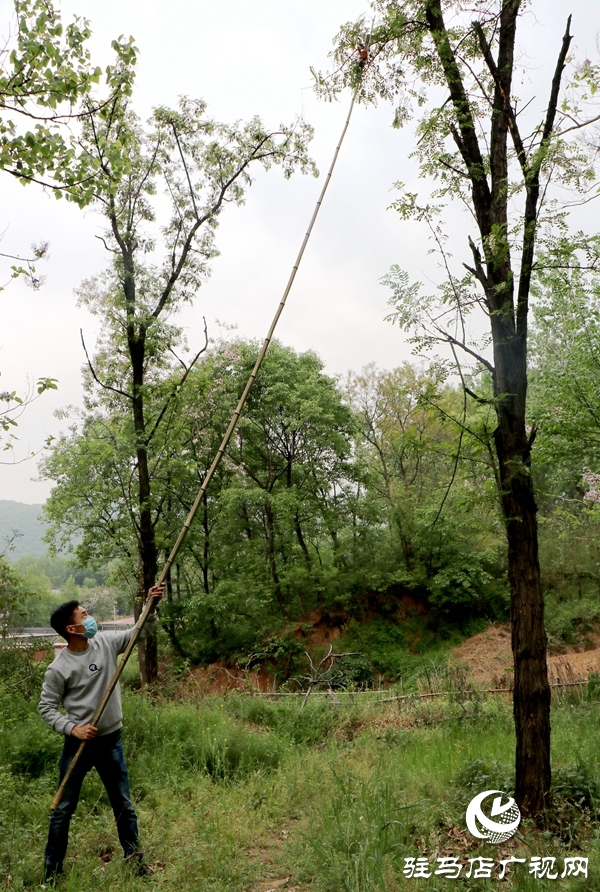 遂平縣槐樹(shù)鄉(xiāng)首屆“槐花節(jié)”吸引20多家企業(yè)參展
