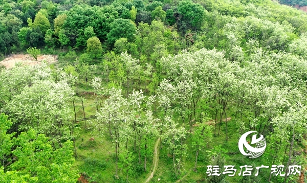 遂平縣槐樹(shù)鄉(xiāng)首屆“槐花節(jié)”吸引20多家企業(yè)參展