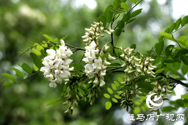 遂平縣槐樹(shù)鄉(xiāng)首屆“槐花節(jié)”吸引20多家企業(yè)參展