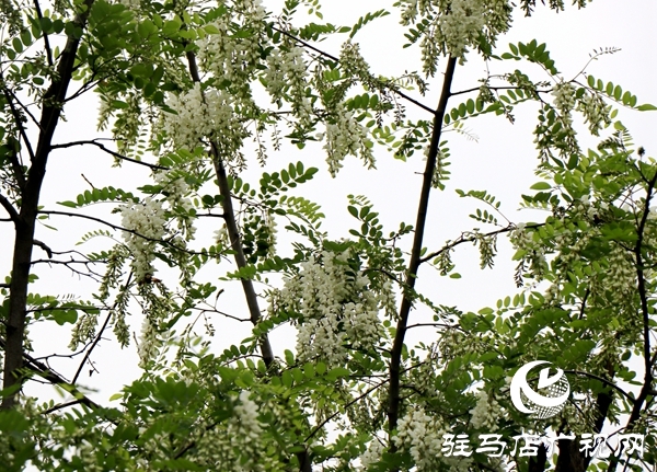 遂平縣槐樹(shù)鄉(xiāng)首屆“槐花節(jié)”吸引20多家企業(yè)參展