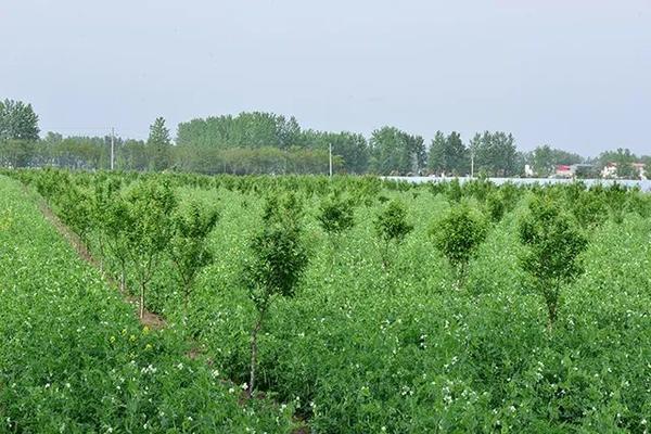 駐馬店這個(gè)社區(qū)：豌豆花開(kāi)分外香 林下經(jīng)濟(jì)富一方