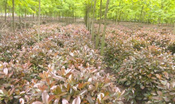 幫幫他吧！上蔡縣70畝紅葉石楠滯銷(xiāo)，種植戶發(fā)愁……