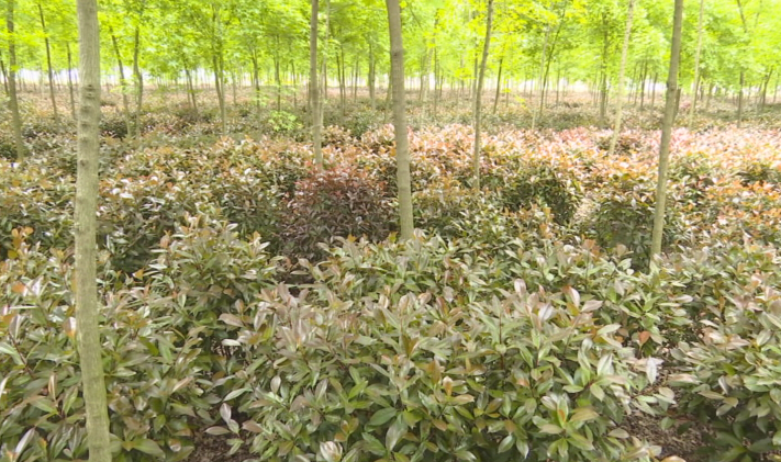 幫幫他吧！上蔡縣70畝紅葉石楠滯銷(xiāo)，種植戶發(fā)愁……