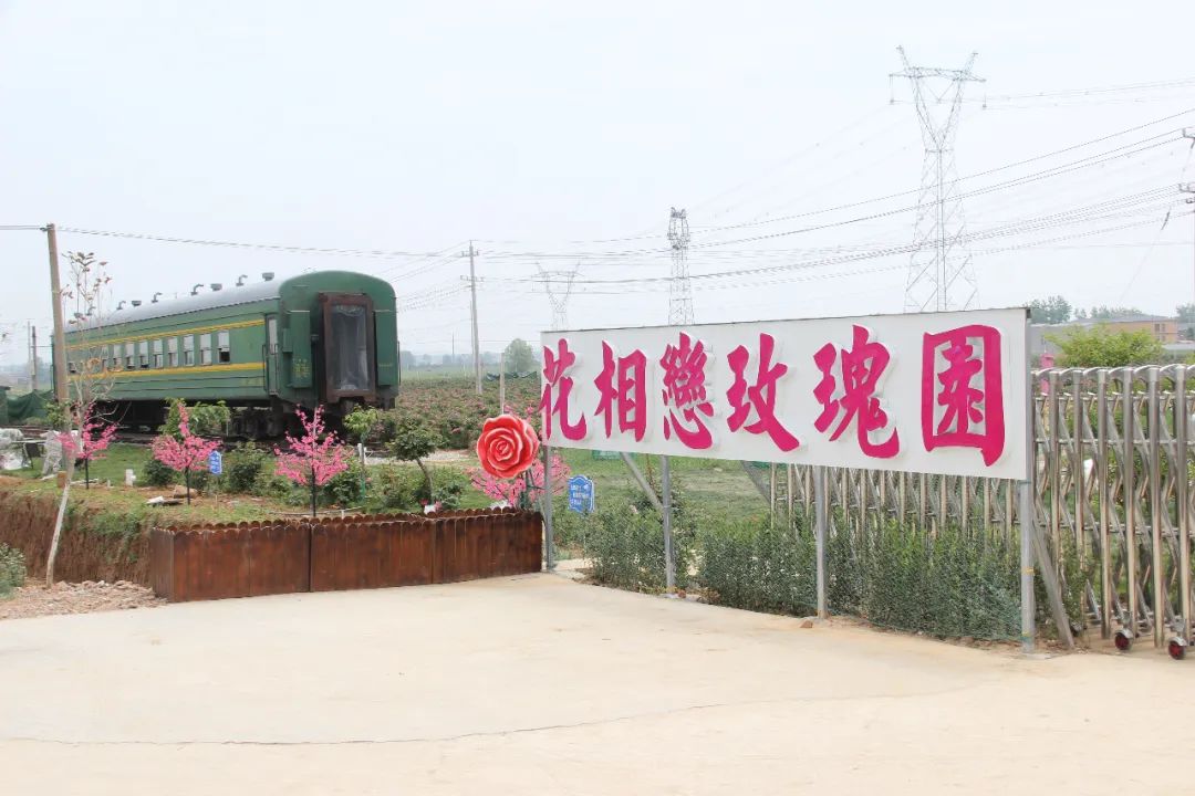 駐馬店有個籽粒村，玫瑰花開幸福來……