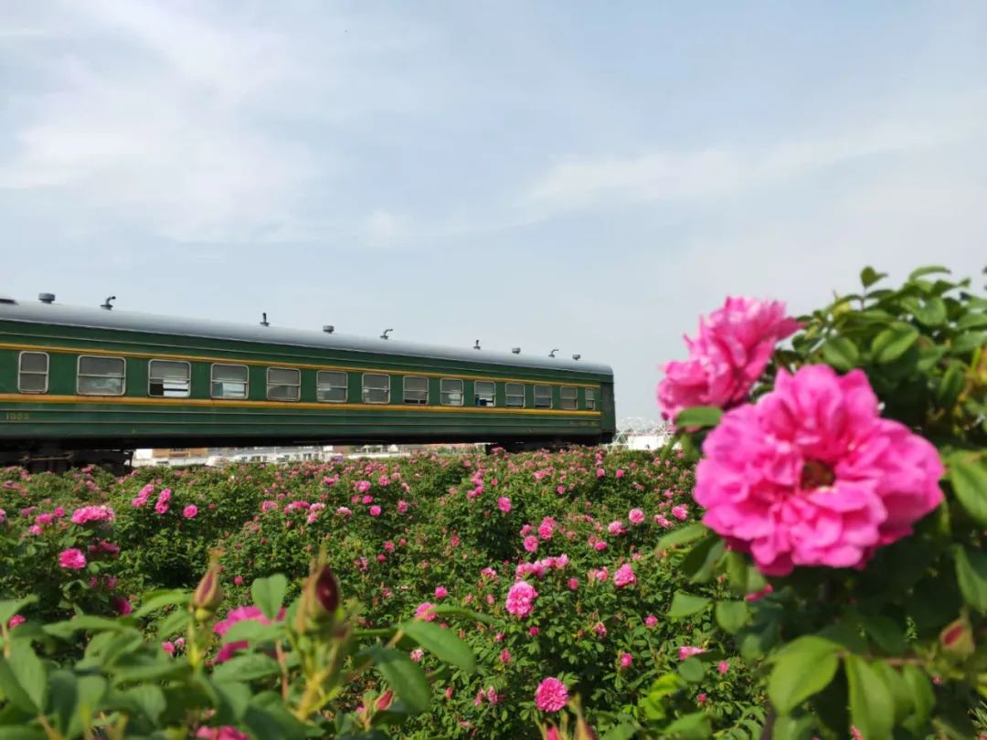 駐馬店有個(gè)籽粒村，玫瑰花開(kāi)幸福來(lái)……