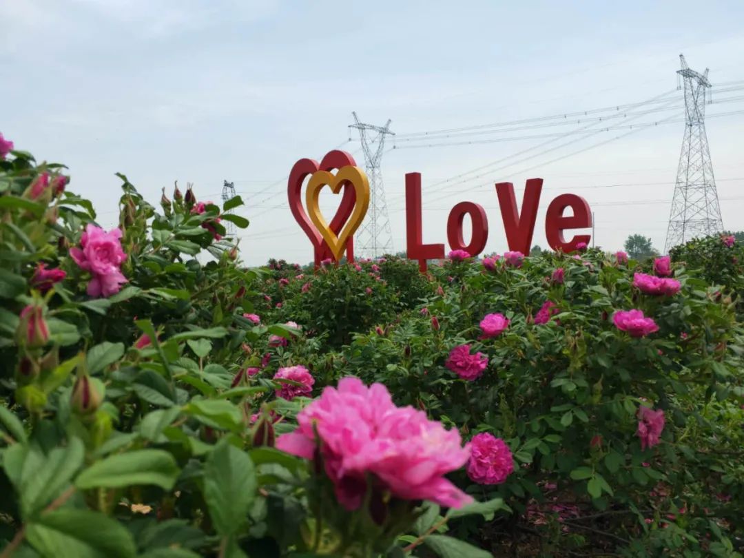 駐馬店有個籽粒村，玫瑰花開幸福來……