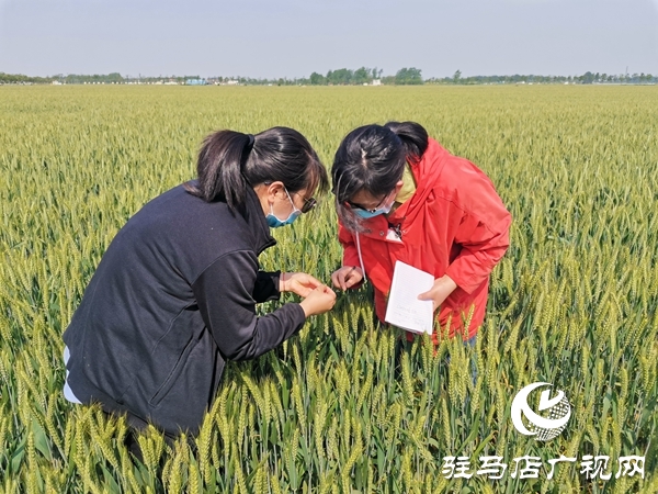 正陽:150萬畝冬小麥進(jìn)入灌漿期 農(nóng)氣專家地頭開防治“藥方”