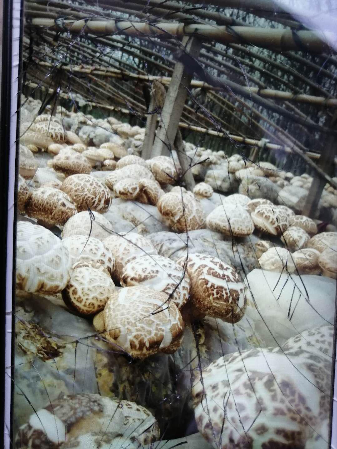 三戶莊，香菇敲開(kāi)致富門……