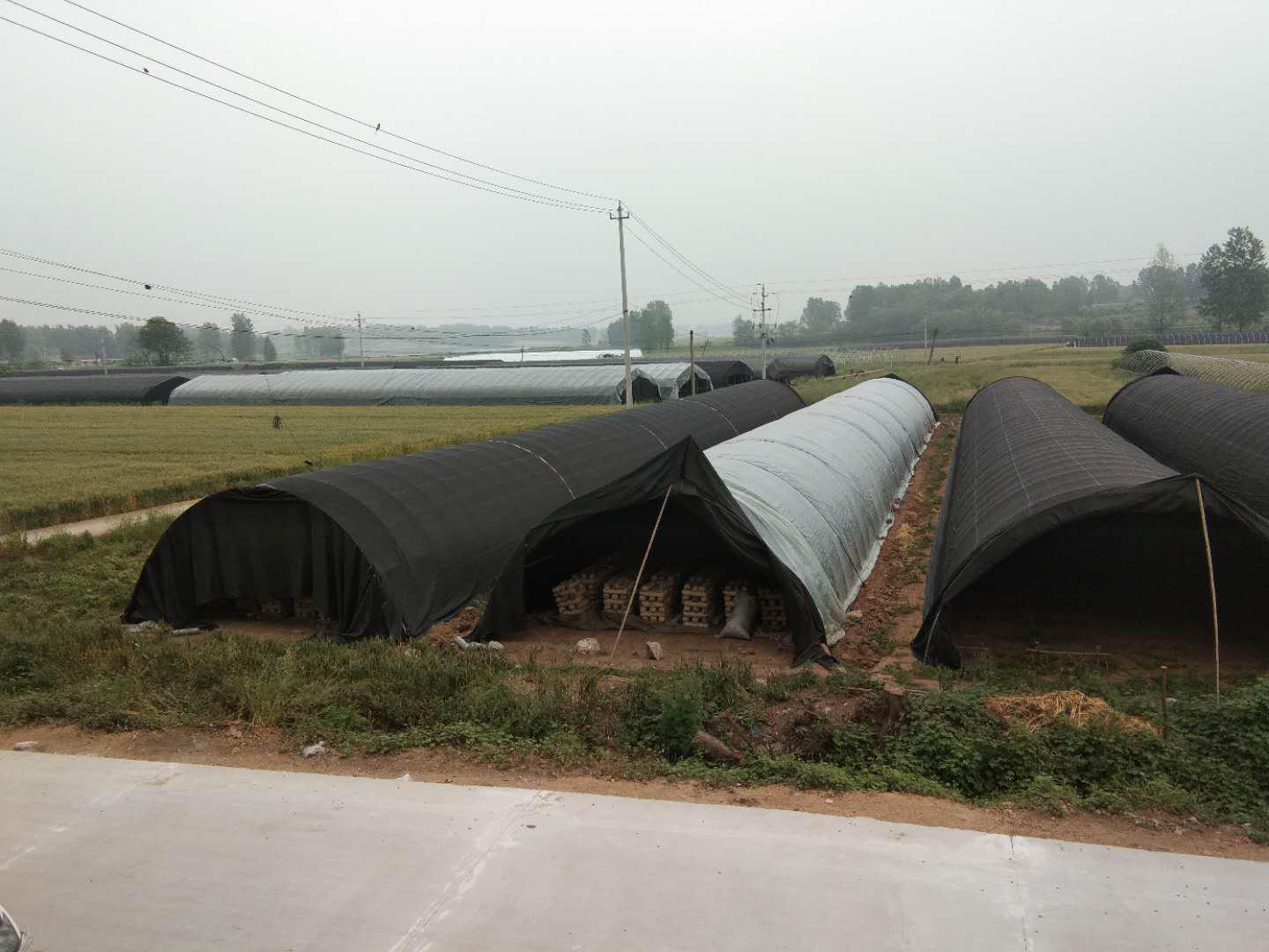 三戶莊，香菇敲開(kāi)致富門……