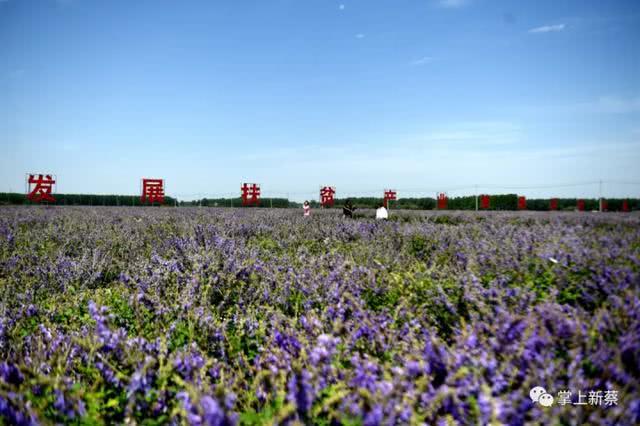 快去打卡!駐馬店這里有個(gè)7000多畝的紫色花海，美翻了