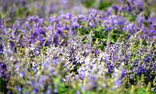 快去打卡!駐馬店這里有個(gè)7000多畝的紫色花海，美翻了