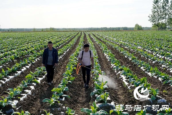 泌陽:創(chuàng)新流轉(zhuǎn)服務新模式 激發(fā)農(nóng)業(yè)生產(chǎn)新動力