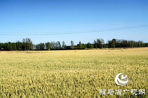 泌陽:創(chuàng)新流轉(zhuǎn)服務新模式 激發(fā)農(nóng)業(yè)生產(chǎn)新動力