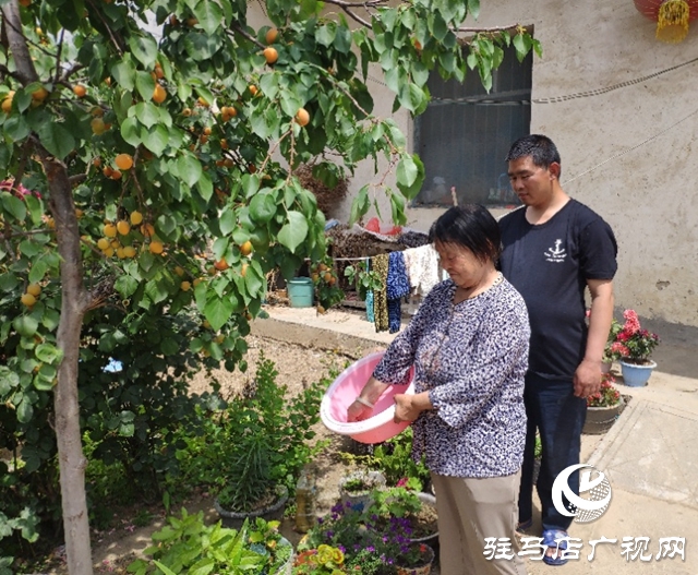 貧困戶張桂芝：俺家杏子熟了，要請(qǐng)韓書記來做客