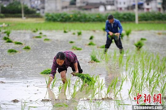 小滿節(jié)氣到！民間祭車神、吃野菜